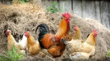 ارتفاع سعر الفراخ اليوم الخميس 4 ديسمبر 2025 وتأثيره على سوق الدواجن المحلية 1